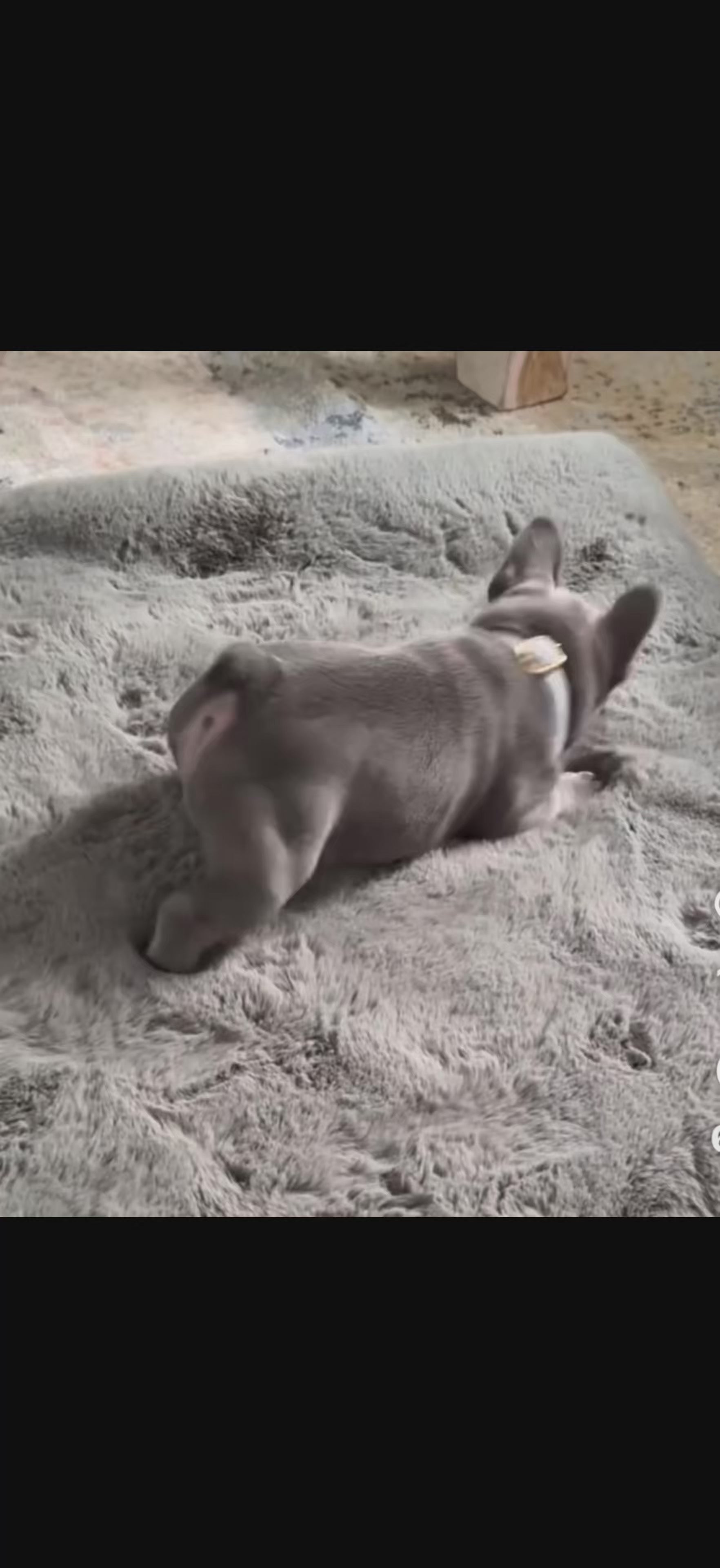 VIKAMA Minimalist Style Carpet